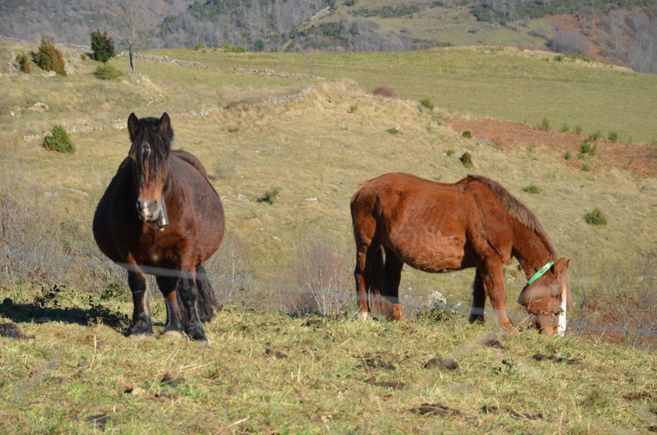 Casa Rural Mollo, Vall De Camprodon Kültér fotó